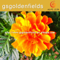 100%pure nature wild tagetes erecta or marigold